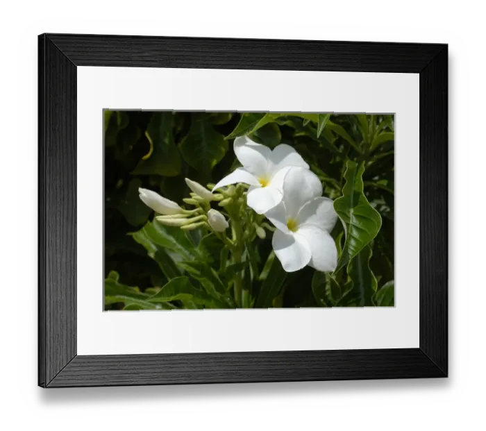 Framed Print : 01. Aruba, Palm Beach, white flowers