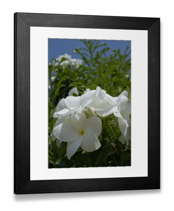Framed Print : 01. Aruba, Palm Beach, white flowers Framed Print : 01. Aruba, Palm Beach, white flowers
