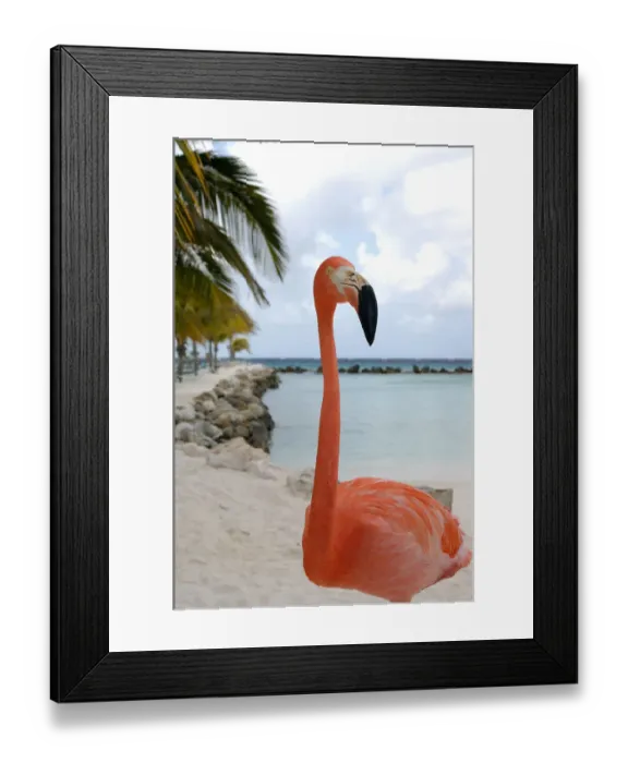 Framed Print : 01. Aruba, Renaissance Island, pink flamingo Framed Print : 01. Aruba, Renaissance Island, pink flamingo