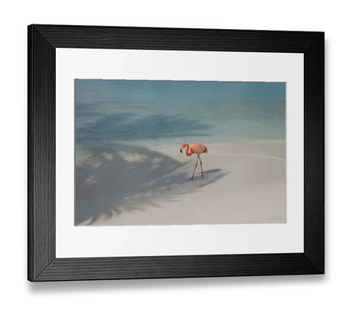 Framed Print : 01. Aruba, Renaissance Island, pink flamingo Framed Print : 01. Aruba, Renaissance Island, pink flamingo