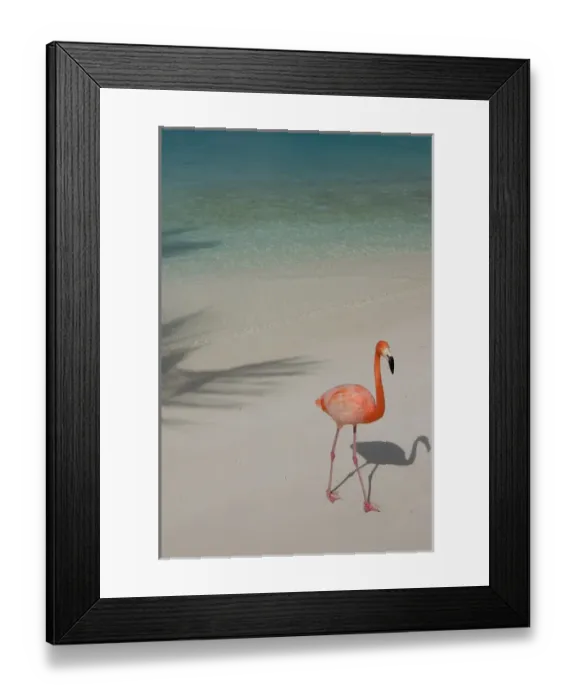 Framed Print : 01. Aruba, Renaissance Island, pink flamingo Framed Print : 01. Aruba, Renaissance Island, pink flamingo