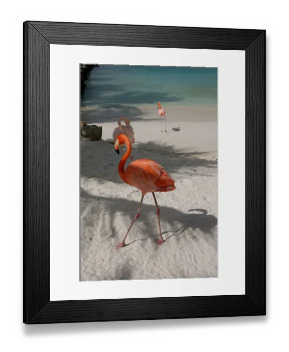 Framed Print : 01. Aruba, Renaissance Island, pink flamingoes Framed Print : 01. Aruba, Renaissance Island, pink flamingoes