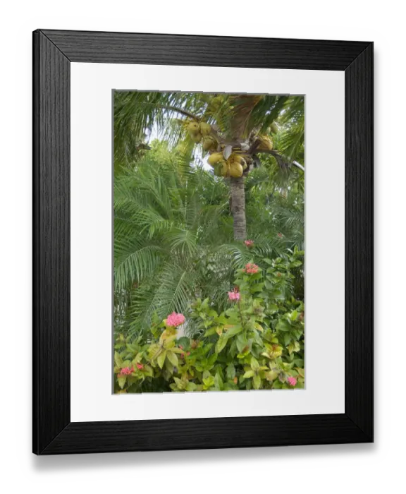 Framed Print : 01. Aruba, Renaissance Island, Coconut tree Framed Print : 01. Aruba, Renaissance Island, Coconut tree