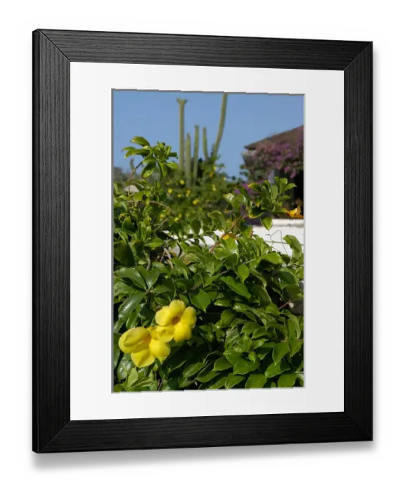 Framed Print : 01. Aruba, yellow flowers, cacti and private home Framed Print : 01. Aruba, yellow flowers, cacti and private home
