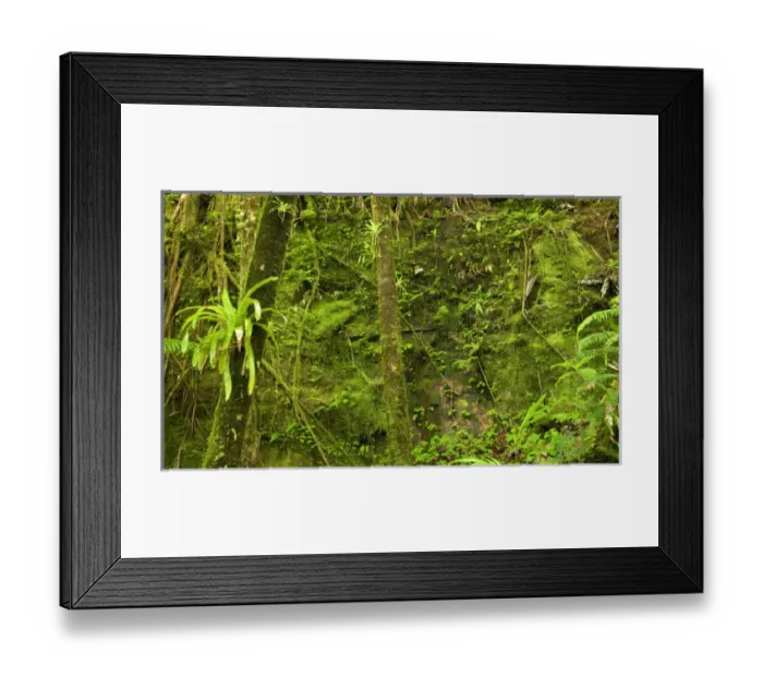 Framed Print : Flora along the El Yunque peak trail, El Yunque NF, Puerto Rico Framed Print : Flora along the El Yunque peak trail, El Yunque NF, Puerto Rico