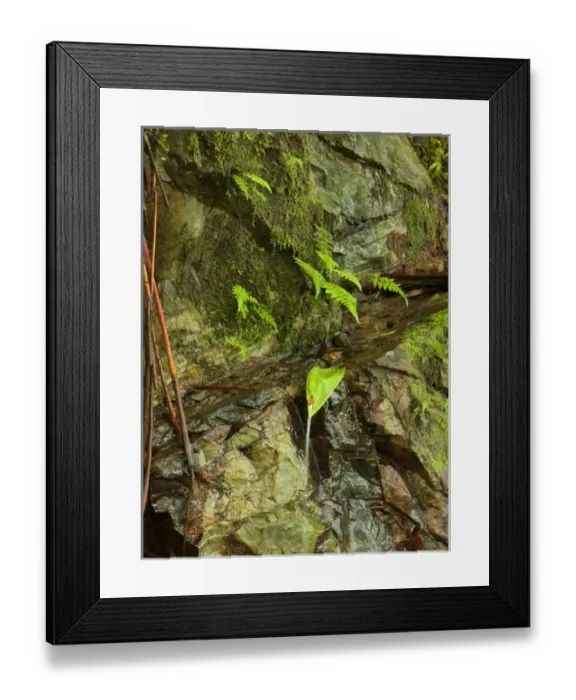 Framed Print : Waterfall cliffside along the El Yunque peak trail, El Yunque NF, Puerto Rico Framed Print : Waterfall cliffside along the El Yunque peak trail, El Yunque NF, Puerto Rico