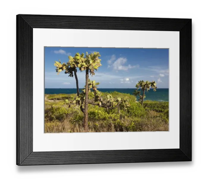 Framed Print : Opuntia ferox, Opuntia moniliformis along the Meseta trail, Melocactus intortus, Guanica dry forest