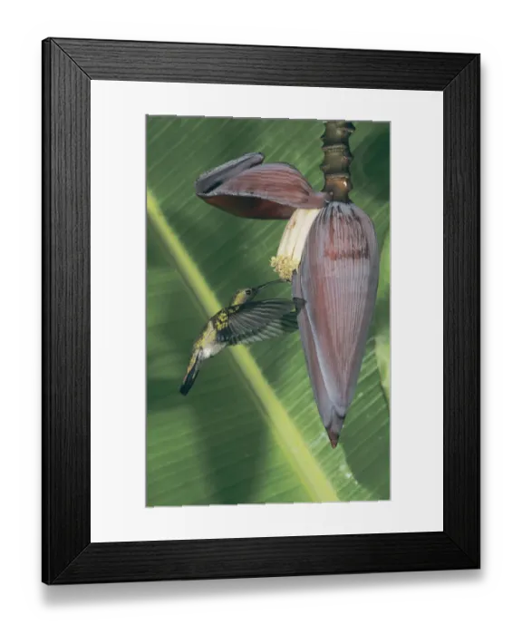 Framed Print : Antillean Mango, Anthracothorax dominicus, male feeding on Banana blossom, Luquillo Framed Print : Antillean Mango, Anthracothorax dominicus, male feeding on Banana blossom, Luquillo