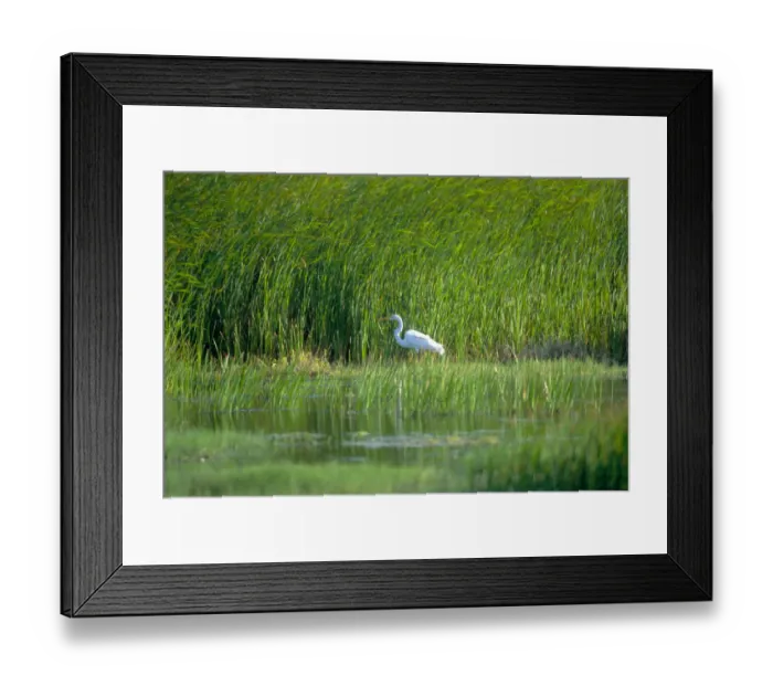 Framed Print : 01. Caribbean, Aruba. Egret Framed Print : 01. Caribbean, Aruba. Egret