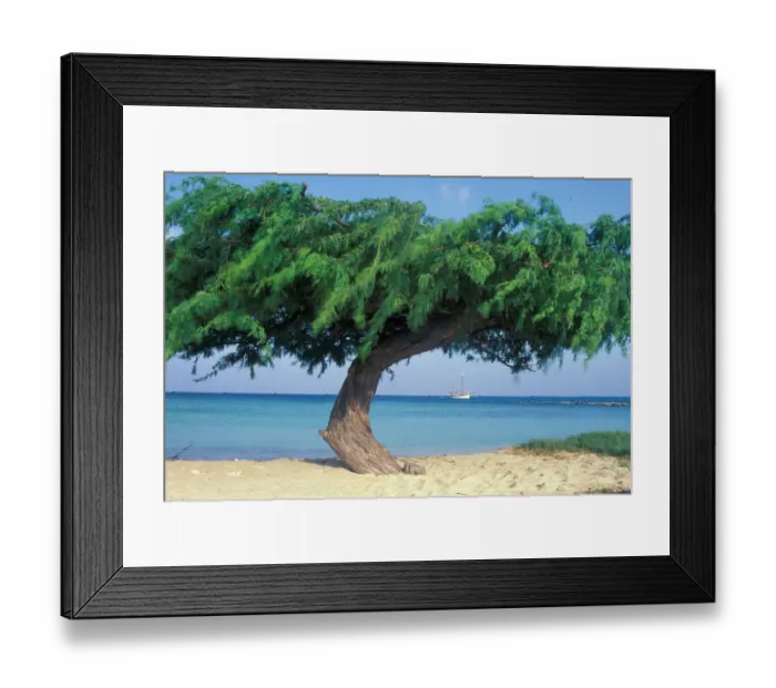 Framed Print : 01. Caribbean, Aruba. Kwihi Tree Framed Print : 01. Caribbean, Aruba. Kwihi Tree