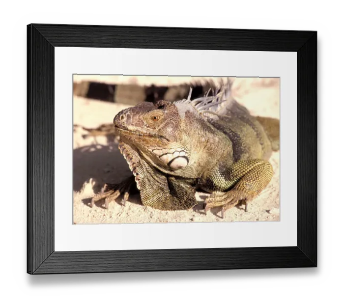 Framed Print : Caribbean, Aruba. Iguana Framed Print : Caribbean, Aruba. Iguana