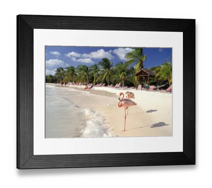 Framed Print : Caribbean, Aruba, Sonesta Island. Flamingos Framed Print : Caribbean, Aruba, Sonesta Island. Flamingos