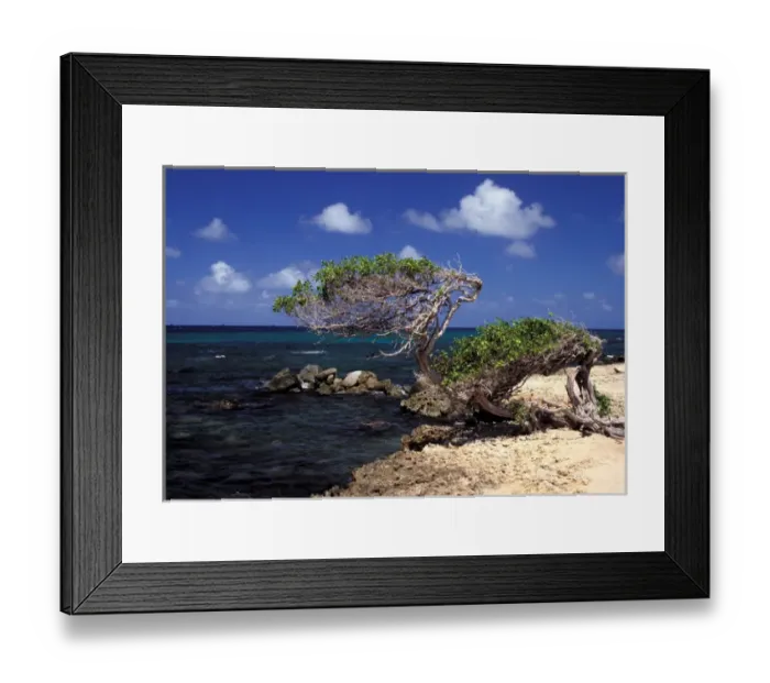 Framed Print : Caribbean, Aruba, Cudaribe Point. Divi Divi tree Framed Print : Caribbean, Aruba, Cudaribe Point. Divi Divi tree