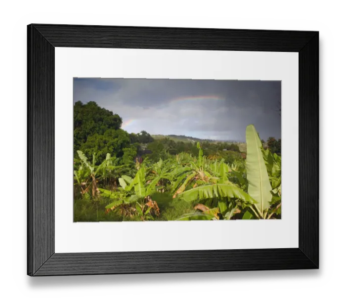 Framed Print : BARBADOS, St. Joseph Parish, Grey Clouds, Rainbow, Tropical Vegetation Framed Print : BARBADOS, St. Joseph Parish, Grey Clouds, Rainbow, Tropical Vegetation