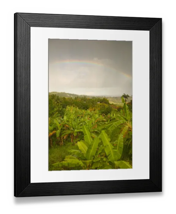 Framed Print : BARBADOS, St. Joseph Parish, Grey Clouds, Rainbow, Tropical Vegetation