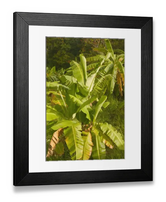 Framed Print : BARBADOS, St. Joseph Parish, Tropical Vegetation Framed Print : BARBADOS, St. Joseph Parish, Tropical Vegetation
