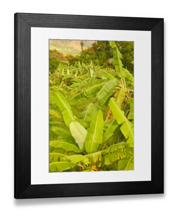 Framed Print : BARBADOS, St. Joseph Parish, Tropical Vegetation Framed Print : BARBADOS, St. Joseph Parish, Tropical Vegetation