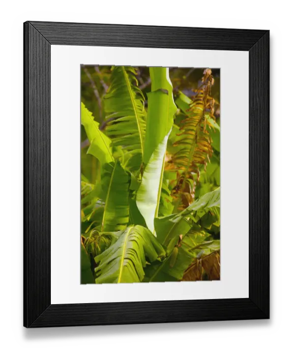 Framed Print : BARBADOS, St. Joseph Parish, Tropical Vegetation Framed Print : BARBADOS, St. Joseph Parish, Tropical Vegetation