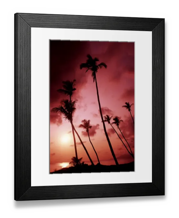 Framed Print : Pink sunset and elegant palms by Ocean in small remote island of Nevis Caribbean Framed Print : Pink sunset and elegant palms by Ocean in small remote island of Nevis Caribbean