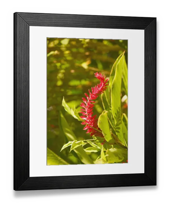 Framed Print : BARBADOS, North East Coast, Bathsheba, Andromeda Botanic Gardens, Tropical Vegetation Framed Print : BARBADOS, North East Coast, Bathsheba, Andromeda Botanic Gardens, Tropical Vegetation
