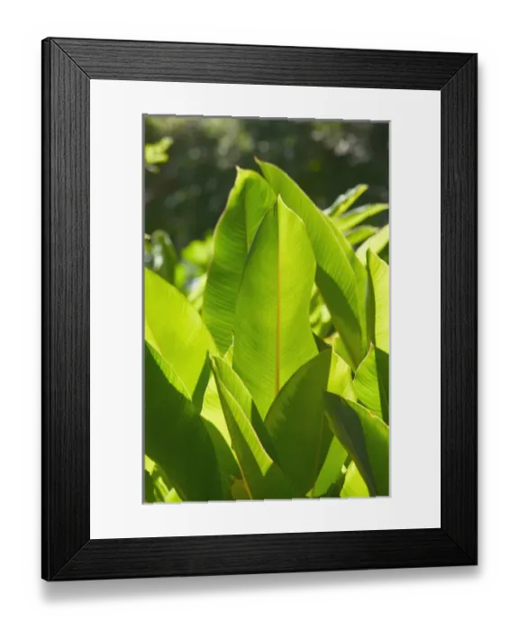 Framed Print : BARBADOS, North East Coast, Bathsheba, Andromeda Botanic Gardens, Tropical Vegetation Framed Print : BARBADOS, North East Coast, Bathsheba, Andromeda Botanic Gardens, Tropical Vegetation