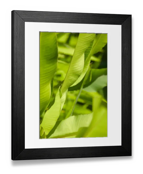 Framed Print : BARBADOS, North East Coast, Bathsheba, Andromeda Botanic Gardens, Tropical Vegetation Framed Print : BARBADOS, North East Coast, Bathsheba, Andromeda Botanic Gardens, Tropical Vegetation