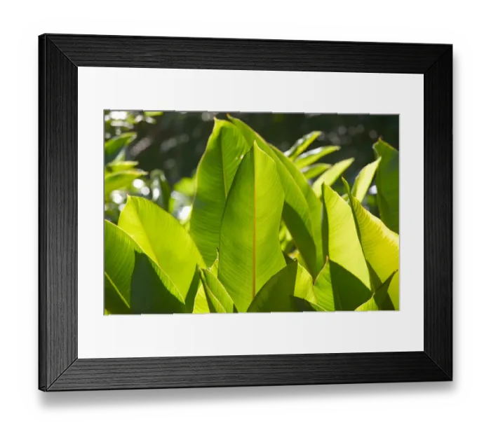 Framed Print : BARBADOS, North East Coast, Bathsheba, Andromeda Botanic Gardens, Tropical Vegetation Framed Print : BARBADOS, North East Coast, Bathsheba, Andromeda Botanic Gardens, Tropical Vegetation