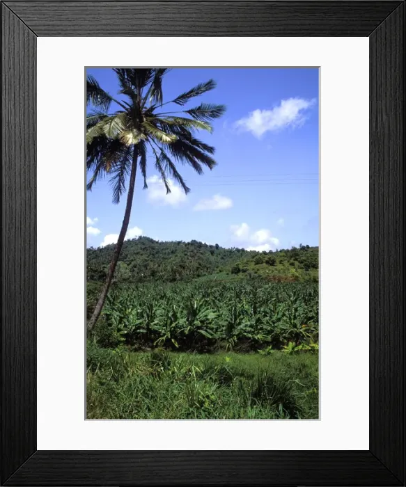 Framed Print : Banana Grove St Lucia Framed Print : Banana Grove St Lucia
