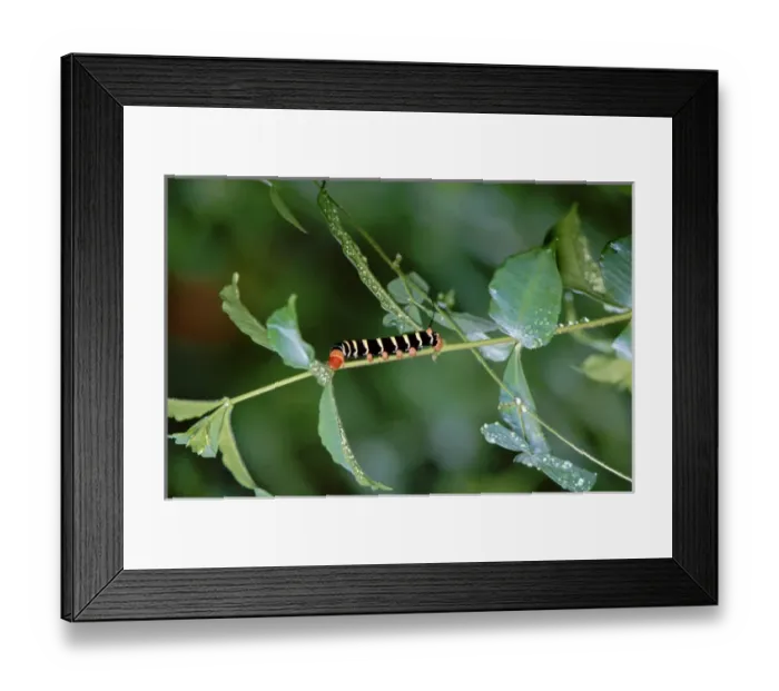 Framed Print : Caribbean, Lesser Antilles, West Indies, Saint Lucia. Colorful Caribbean caterpillar Framed Print : Caribbean, Lesser Antilles, West Indies, Saint Lucia. Colorful Caribbean caterpillar