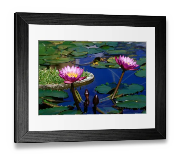 Framed Print : Caribbean, Bermuda, Devonshire Parish, Palm Grove Gardens. Water Lillies in reflecting Framed Print : Caribbean, Bermuda, Devonshire Parish, Palm Grove Gardens. Water Lillies in reflecting