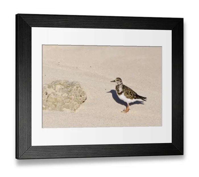Framed Print : Church Bay Park, Bermuda. Ruddy Turnstone (Arenaria interpres) Framed Print : Church Bay Park, Bermuda. Ruddy Turnstone (Arenaria interpres)