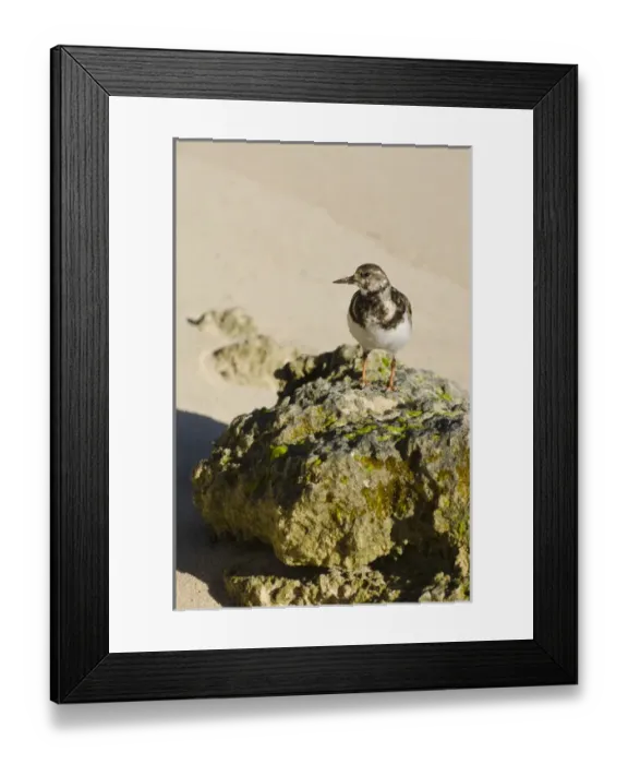 Framed Print : Church Bay Park, Bermuda. Ruddy Turnstone (Arenaria interpres)
