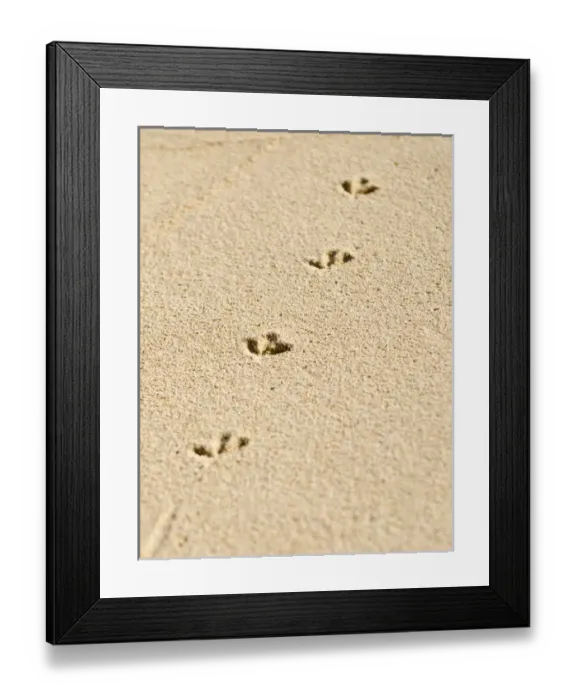 Framed Print : Church Bay Park, Bermuda. Tracks of a Ruddy Turnstone (Arenaria interpres)