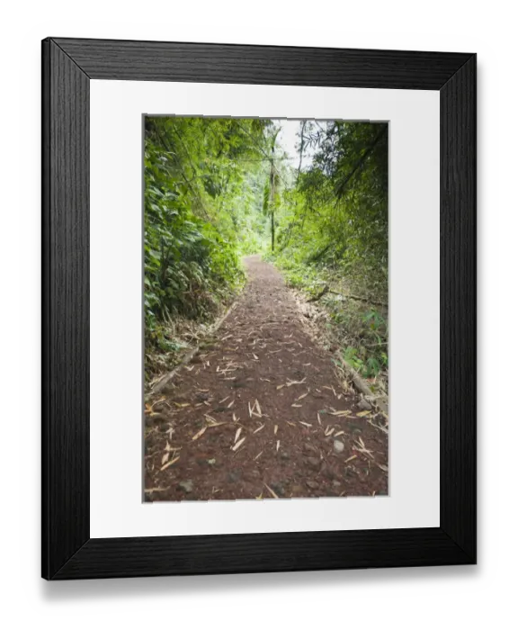 Framed Print : St. Vincent & The Grenadines. Hiking trail to Dark View Falls Framed Print : St. Vincent & The Grenadines. Hiking trail to Dark View Falls