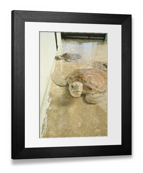 Framed Print : Bequia, St. Vincent & The Grenadines. Old Hegg Turtle Sanctuary Framed Print : Bequia, St. Vincent & The Grenadines. Old Hegg Turtle Sanctuary