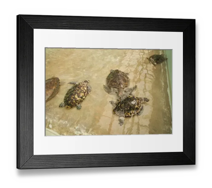 Framed Print : Bequia, St. Vincent & The Grenadines. Old Hegg Turtle Sanctuary Framed Print : Bequia, St. Vincent & The Grenadines. Old Hegg Turtle Sanctuary