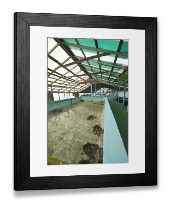 Framed Print : Bequia, St. Vincent & The Grenadines. Old Hegg Turtle Sanctuary Framed Print : Bequia, St. Vincent & The Grenadines. Old Hegg Turtle Sanctuary