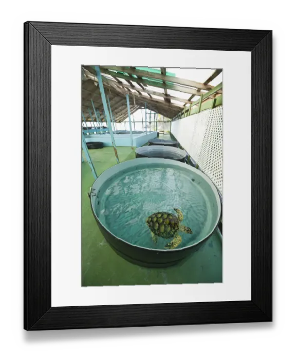 Framed Print : Bequia, St. Vincent & The Grenadines. Old Hegg Turtle Sanctuary
