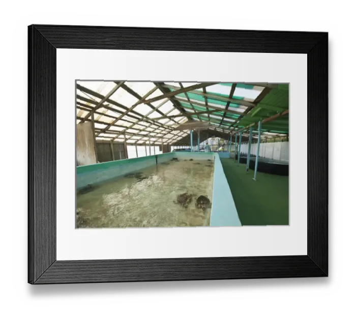 Framed Print : Bequia, St. Vincent & The Grenadines. Old Hegg Turtle Sanctuary
