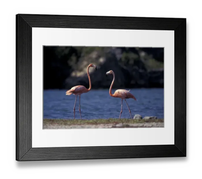 Framed Print : Caribbean, Bonaire, Lake Goto Meer Pink Flamingos Framed Print : Caribbean, Bonaire, Lake Goto Meer Pink Flamingos