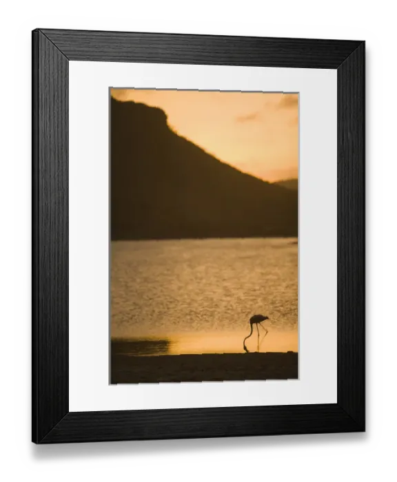 Framed Print : Caribbean, Netherlands Antilles, Bonaire. Caribbean Flamingo (Phoenicopterus ruber