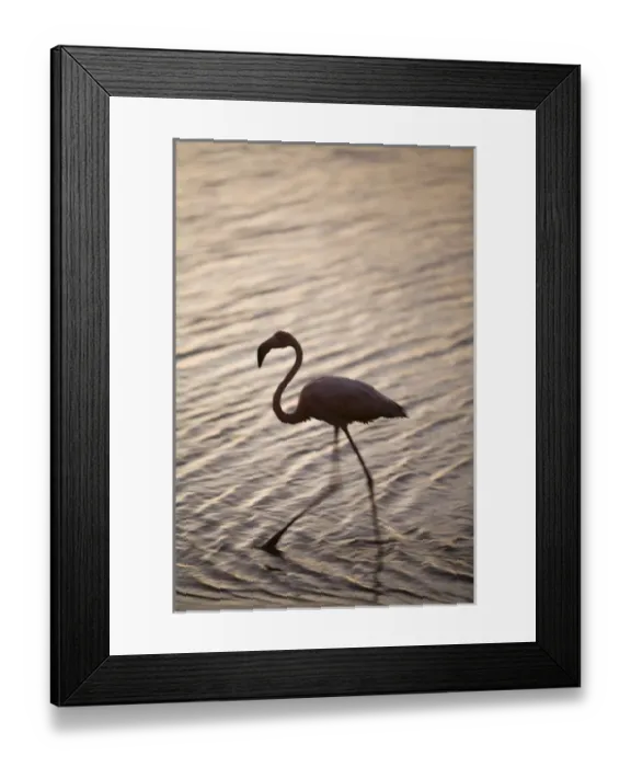 Framed Print : Caribbean, Netherlands Antilles, Bonaire. Caribbean Flamingo (Phoenicopterus ruber