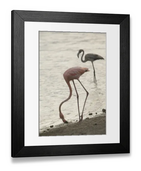 Framed Print : Caribbean, Netherlands Antilles, Bonaire. Caribbean Flamingos (Phoenicopterus ruber Framed Print : Caribbean, Netherlands Antilles, Bonaire. Caribbean Flamingos (Phoenicopterus ruber