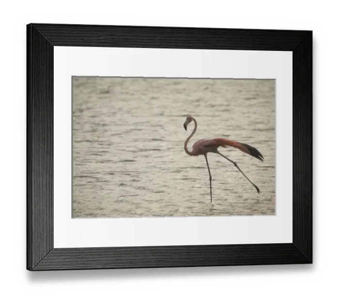 Framed Print : Caribbean, Netherlands Antilles, Bonaire. Caribbean Flamingo (Phoenicopterus ruber Framed Print : Caribbean, Netherlands Antilles, Bonaire. Caribbean Flamingo (Phoenicopterus ruber