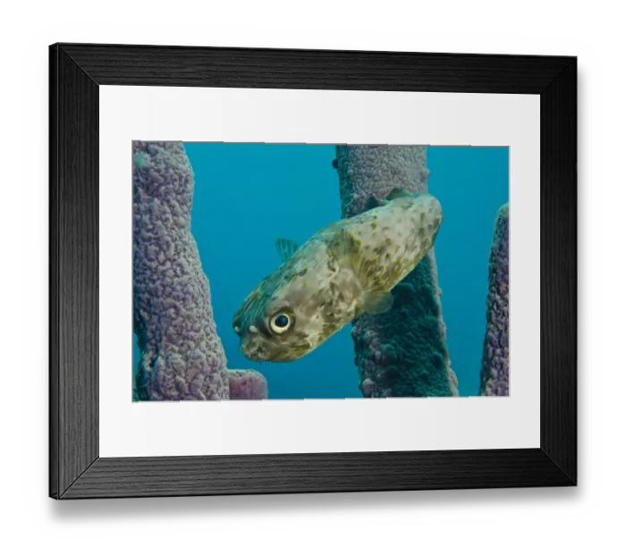 Framed Print : Balloonfish (Diodon holocanthus) in Stove-pipe Sponge (Aplysina archeri)