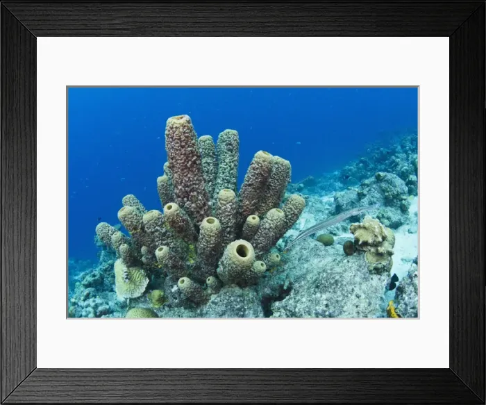 Framed Print : Brown Tube Sponge (Agelas conifera) BONAIRE, Netherlands Antilles, Caribbean Framed Print : Brown Tube Sponge (Agelas conifera) BONAIRE, Netherlands Antilles, Caribbean