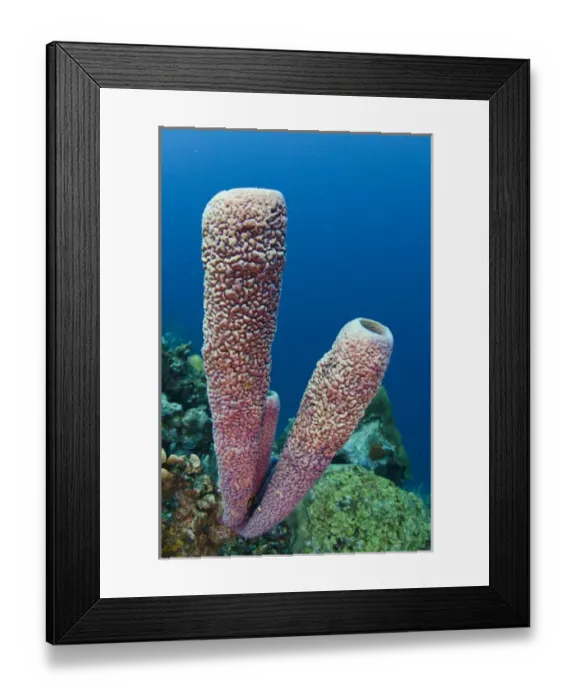 Framed Print : Stove-pipe Sponge (Aplysina archeri) BONAIRE, Netherlands Antilles, Caribbean Framed Print : Stove-pipe Sponge (Aplysina archeri) BONAIRE, Netherlands Antilles, Caribbean