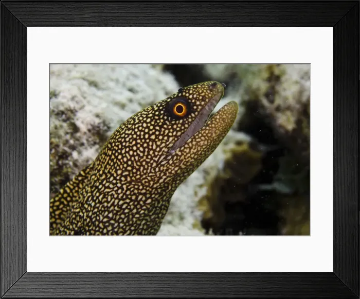 Framed Print : Goldentail Moray (Gymnothorax miliaris) BONAIRE, Netherlands Antilles, Caribbean Framed Print : Goldentail Moray (Gymnothorax miliaris) BONAIRE, Netherlands Antilles, Caribbean