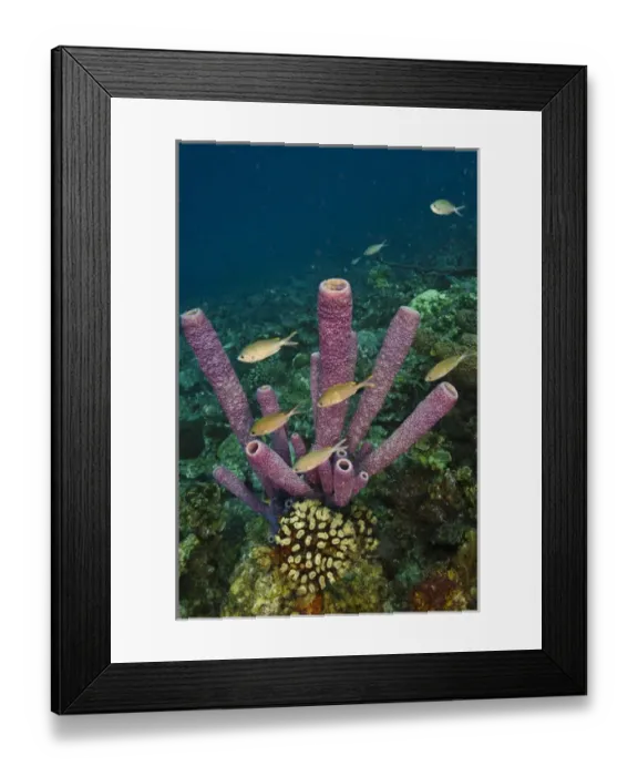 Framed Print : Stove-pipe Sponge (Aplysina archeri) BONAIRE, Netherlands Antilles, Caribbean Framed Print : Stove-pipe Sponge (Aplysina archeri) BONAIRE, Netherlands Antilles, Caribbean