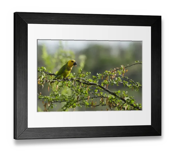 Framed Print : Caribbean Parakeet or Brown-throated Parakeet (Aratinga pertinax xanthogenia) Framed Print : Caribbean Parakeet or Brown-throated Parakeet (Aratinga pertinax xanthogenia)